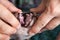 Vet doctor looking at Don sphinx cat`s teeth. Veterinary stomatology, close-up view