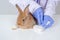 Vet doctors wear purple rubber gloves, use white bandages to treat sore wounds, brown rabbits