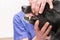 Vet examines a dog. Dental check-up in the veterinary practice