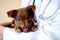 The vet examines a puppy in the hospital. the little dog got sick. puppy in the hands of a veteran doctor.