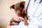 The vet examines a puppy in the hospital. the little dog got sick. puppy in the hands of a veteran doctor.