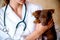 The vet examines a puppy in the hospital. the little dog got sick. puppy in the hands of a veteran doctor.