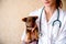 The vet examines a puppy in the hospital. the little dog got sick. puppy in the hands of a veteran doctor