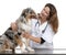 Vet examining a Australian shepherd