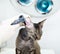 Vet examining a cat\'s ear with an otoscope