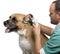 Vet examining a Crossbreed dog, dog\'s ear