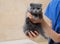 Vet examining cute little kitten in veterinary clinic.