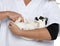 Vet examining a Dalmatian rabbit lying