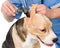 Vet examining a dog\'s ear with an otoscope. isolated