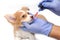 Vet feeding medicine with a syringe to chihuahua dog