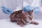 The vet gives the injection to the cat. Bengal cat