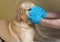 Vet in gloves puts on dog blue disposable mask