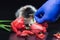 vet hand in blue glove grass feeds fluffy guinea pig