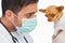 Vet holding chihuahua and wearing protective mask