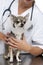 Vet holding a Chihuahua wearing a space collar