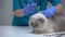 Vet injecting cat, doing vaccination against rabies, leukemia prevention closeup