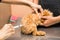 Vet preparing to vaccinate a puppy