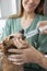 Vet\'s Hands Feeding Medicine To Dachshund By Nurse