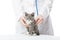 Vet with stethoscope and kitten