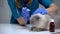 Vet treating cat for mites with antibiotic ear drops, infection prevention