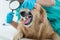 The vet is wearing a dental check-up for the Golden Retriever dog with Magnifying glass.  The vet is smiling, happy with the