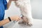 Vet wearing watch grooming white dog using electric shaver