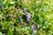 Vetch flowers