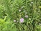 Vetch flowers Black Moshannon State Park, Philipsburg, PA.