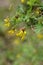 Vetch-like coronilla