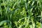 Vetch and oats as cover crops. Green manure crops