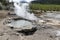 Veteran Geyser, Back Basin, Yellowstone National Park