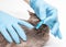 Veterinarian applies antiparasitic drops medicine on the back of the cat`s neck