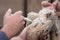 Veterinarian applying injection to chicken