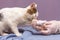 The veterinarian assists the injured cat: binds the paw_