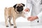 Veterinarian bandaging little pug paw