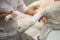 veterinarian bandaging paw of a dog in vet clinic