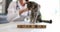 Veterinarian with beautiful gray cat in veterinary clinic