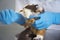 A veterinarian with blue examination gloves giving medicine with a feeding syringe to a young and cute Guinea Pig in the