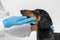A veterinarian with blue gloves examines a sick Dachshund dog in a hospital. Pet health care and animals concept