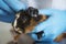 A veterinarian with blue gloves treating a young guinea pig in the veterinary clinic