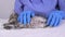 A veterinarian in a blue uniform and gloves strokes a gray kitten and prepares it for vaccination.