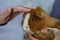 The veterinarian carefully holds a cute red guinea pig in his hand and gently strokes its head to calm it down The