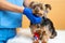 Veterinarian caring a Yorkshire terrier with an intravenous drip, at animal hospital.