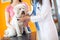 Veterinarian checking up white dog with stethoscope