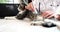 Veterinarian checks cat in ultrasonic veterinary clinic