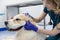 Veterinarian checks the ear of dog, doing the procedure of inspection of auricle. ear disease
