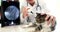 Veterinarian checks ears of breed cat using an otoscope in veterinary clinic