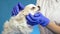 Veterinarian checks the health of a dog conducting an inspection of the ear, in health examination on blue background