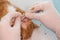 The veterinarian cleaning the ears of a cat