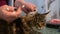 Veterinarian cleaning Maine Coon cat ears in clinic, healthcare, pet grooming